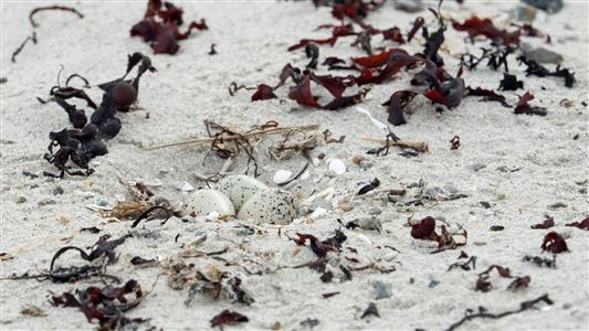 Sandregenpfeifergelege