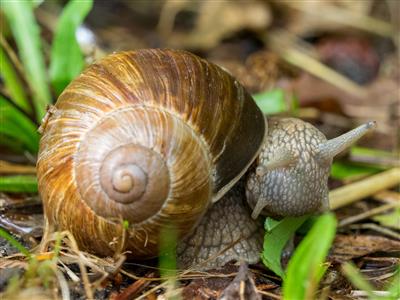 weinbergschnecke